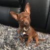 _achilles_the_puppy_