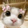 Gatitos Para Dedicar ❤️