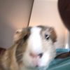 piggybank__
