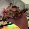 nemo_tortoise