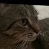 lyanspg