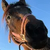 ellens.horse