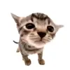 s4andrale_