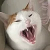 claudiadelt