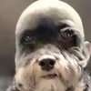 crilaburla