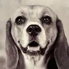 utalabeagle