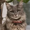 griffonwinky