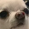 lolvikik