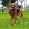 zairromero