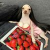 vampir3luvrr