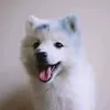 foxcrush