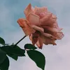 n_u_h.a.06
