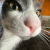 simon.the.cat4