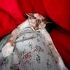 catnipstress