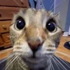 miauwlow