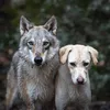 moonthewolfdog