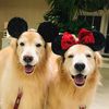 buddyloveprincessscout