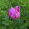 wintieflower
