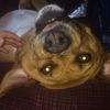 doglover1282