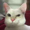 flangothecat