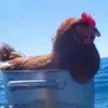just_dzoan