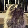 daddyraccoon