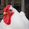 chicken9383828