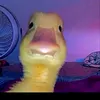 sonosempreio_073