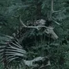 wanderingfaefolk