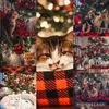 crazycatlife10