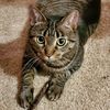 riley_the_tabby_cat