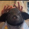 batblud_