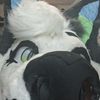 snowpaw_art