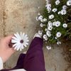 nahida.bns