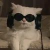 bellkiffer