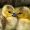 hey_ducky.145