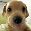 animalgummii