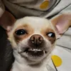 anetazneta