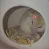 mochithehamsterr