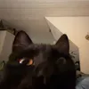 lsa_misa