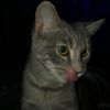kittymeowgirl98