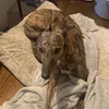 vickythegreyhound