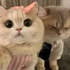 mau55566