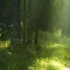 pppolushkoo