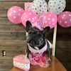 mackiethefrenchie
