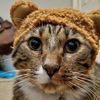 snafumainecoon