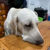 vinsmoke3_