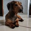slinky.124