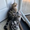 412kitty