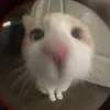 smolastaaa
